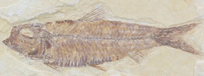 Knightia Fossil Fish - Wyoming #32838